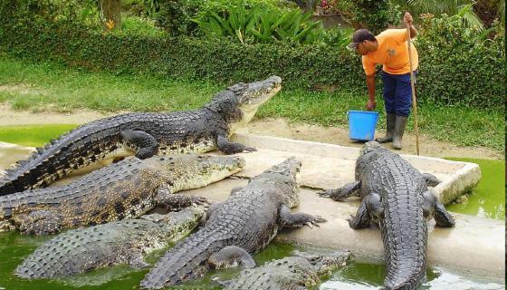 Hotel Royal Safari Chitwan Eksteriør bilde