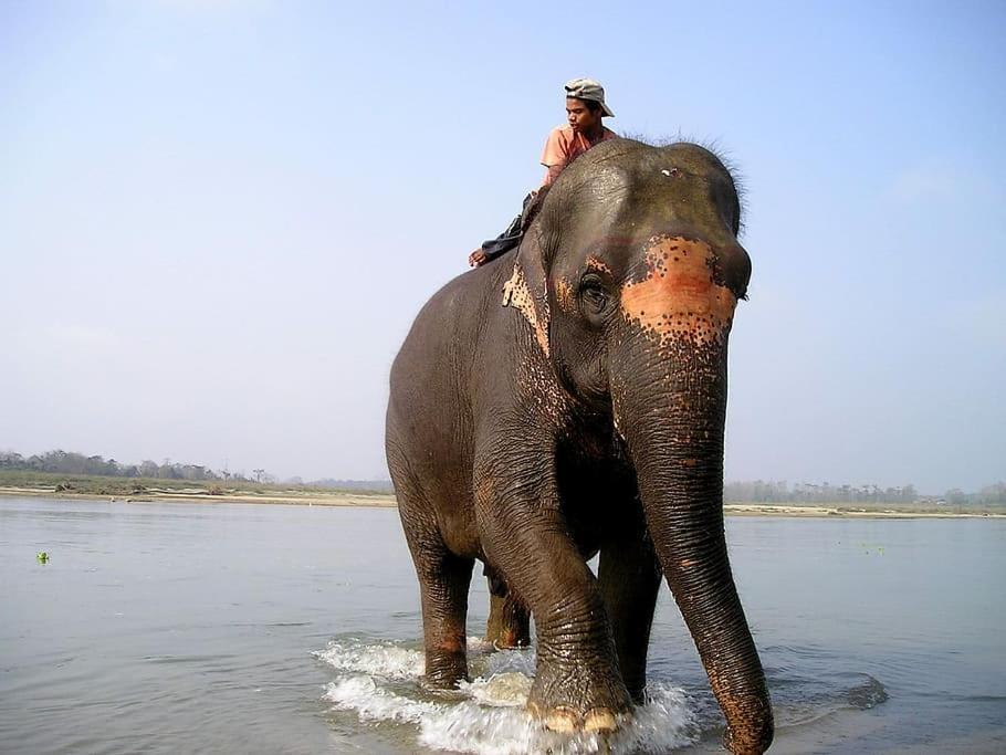 Hotel Royal Safari Chitwan Eksteriør bilde