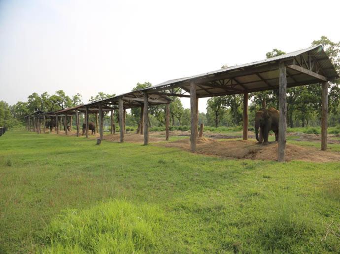 Hotel Royal Safari Chitwan Eksteriør bilde